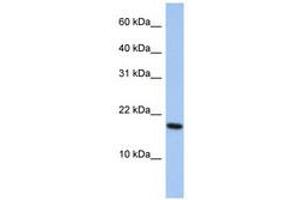 Image no. 1 for anti-ADP-Ribosylation Factor-Like 5A (ARL5A) (AA 107-156) antibody (ABIN6741375)