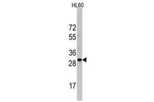 Image no. 2 for anti-Ribosomal Protein S6 (RPS6) (N-Term) antibody (ABIN357338) (RPS6 Antikörper  (N-Term))