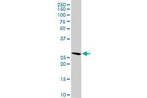 Western Blotting (WB) image for anti-Major Histocompatibility Complex, Class II, DM alpha (HLA-DMA) (AA 1-261) antibody (ABIN516471)