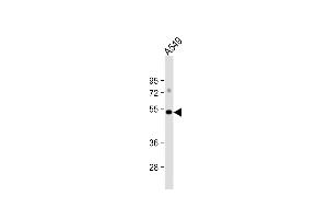 Anti-GSK3A Antibody  at 1:1000 dilution + A549 whole cell lysate Lysates/proteins at 20 μg per lane. (GSK3 alpha Antikörper  (C-Term))