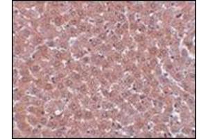 Immunohistochemistry of JMJD2A in rat liver tissue with this product at 5 μg/ml. (KDM4A Antikörper  (Center))