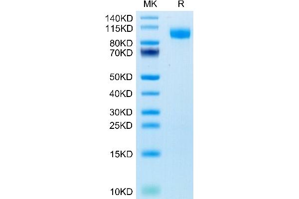 EGFR Protein (AA 25-645) (His-Avi Tag)