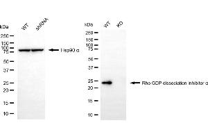 Western blotting analysis using Rho GDP dissociation inhibitor alpha antibody (ABIN7800196).
