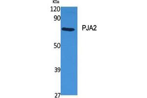 Western Blot (WB) analysis of specific cells using PJA2 Polyclonal Antibody. (PJA2 Antikörper  (Internal Region))