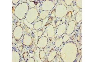 Immunohistochemistry of paraffin-embedded human thyroid tissue using ABIN7172162 at dilution of 1:100 (TPO (AA 19-846) Antikörper)
