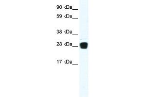 WB Suggested Anti-TNFSF12 Antibody Titration:  0. (TWEAK Antikörper  (N-Term))