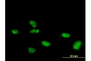 Immunofluorescence of purified MaxPab antibody to ZNF507 on HeLa cell. (ZNF507 Antikörper  (AA 1-953))