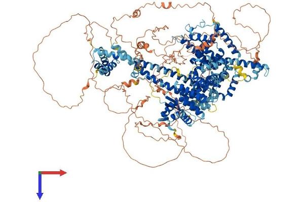 GAPVD1 Protein (AA 1-1478) (His tag)