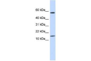 Western Blotting (WB) image for anti-Keratin Associated Protein 11-1 (KRTAP11-1) antibody (ABIN2458974)