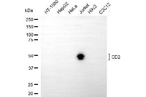 Western blotting analysis using CD2 antibody (ABIN7797957). (CD2 Antikörper)
