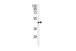 ADH1C Antibody (Center) (ABIN651725 and ABIN2840376) western blot analysis in T47D cell line lysates (35 μg/lane). (ADH1C Antikörper  (AA 231-260))