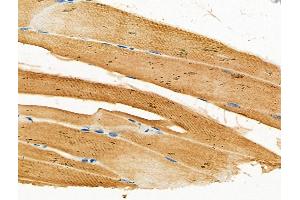 ABIN6257980 and ABIN6275676 at 1/100 staining Mouse muscle tissue by IHC-P.