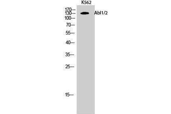 ABL1/2 Antikörper  (Lys5)