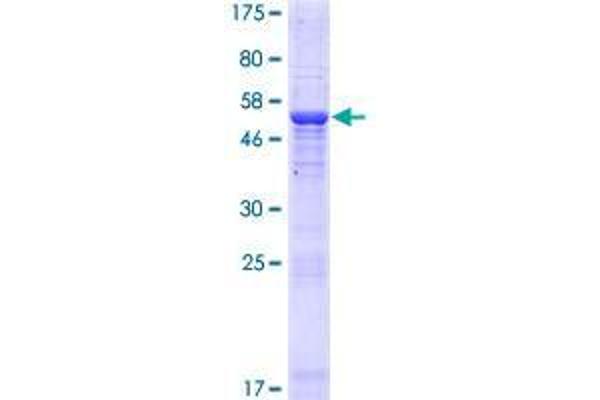 THAP5 Protein (AA 1-233) (GST tag)