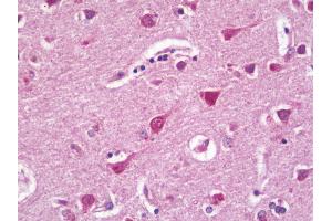Anti-RPL27 / L27 antibody IHC staining of human brain, cortex. (RPL27 Antikörper  (HRP))