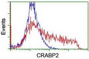 Image no. 4 for anti-Cellular Retinoic Acid Binding Protein 2 (CRABP2) antibody (ABIN1497620) (CRABP2 Antikörper)