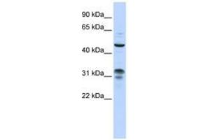 Image no. 1 for anti-Zinc Finger Protein 765 (ZNF765) (AA 108-157) antibody (ABIN6743557) (ZNF765 Antikörper  (AA 108-157))