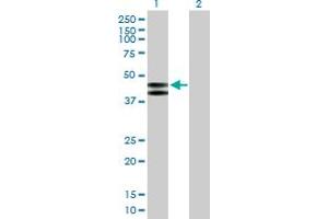 Western Blot analysis of PLA1A expression in transfected 293T cell line by PLA1A MaxPab polyclonal antibody. (PLA1A Antikörper  (AA 1-456))