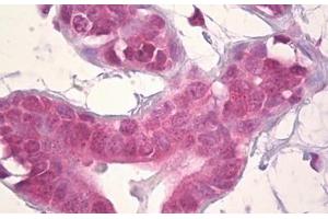 Anti-DLX5 antibody IHC staining of human breast, epithelium. (DLX5 Antikörper  (AA 91-140))