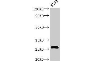 Western Blot Positive WB detected in: K562 whoel cell lysate All lanes: SPCS2 antibody at 3 μg/mL Secondary Goat polyclonal to rabbit IgG at 1/50000 dilution Predicted band size: 26 kDa Observed band size: 26 kDa (SPCS2 Antikörper  (AA 7-86))