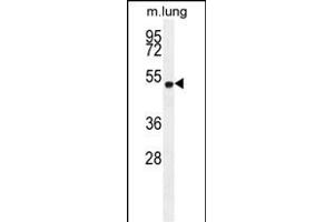 ELL Antibody (C-term) (ABIN654130 and ABIN2844004) western blot analysis in mouse lung tissue lysates (35 μg/lane). (ELL Antikörper  (C-Term))
