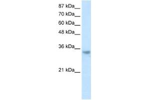 RNASEH2A antibody used at 1. (RNASEH2A Antikörper  (Middle Region))