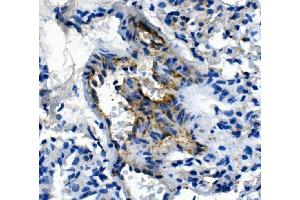 IHC analysis of Pecam1 using anti-Pecam1 antibody (ABIN7601672). (CD31 Antikörper  (AA 41-491))