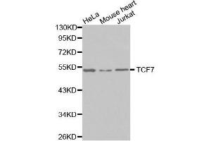 Western blot analysis of extracts of various cell lines, using TCF7 antibody. (TCF7 Antikörper)