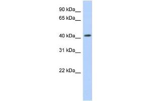 WB Suggested Anti-NR1H2 Antibody Titration:  0. (NR1H2 Antikörper  (Middle Region))