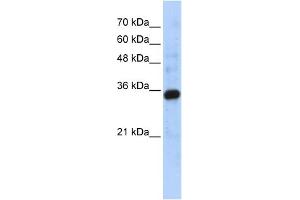 WB Suggested Anti-C1QTNF4 Antibody Titration: 0. (C1QTNF4 Antikörper  (Middle Region))