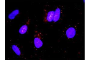 Proximity Ligation Analysis of protein-protein interactions between STAT5A and GHR. (Growth Hormone Receptor Antikörper  (AA 19-118))