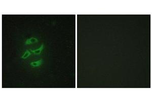 Immunofluorescence (IF) image for anti-Cytochrome P450, Family 2, Subfamily J, Polypeptide 2 (CYP2J2) (Internal Region) antibody (ABIN1850360) (CYP2J2 Antikörper  (Internal Region))