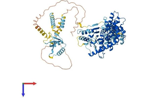 AFG3L2 Protein (AA 1-802) (His tag)