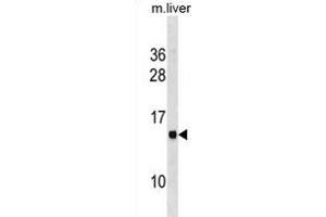 MS4A13 Antibody (N-term) (ABIN1881554 and ABIN2838650) western blot analysis in mouse liver tissue lysates (35 μg/lane). (MS4A13 Antikörper  (N-Term))