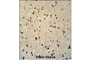 TSH2 Antibody (N-term) (ABIN651481 and ABIN2840262) immunohistochemistry analysis in formalin fixed and paraffin embedded human brain tissue followed by peroxidase conjugation of the secondary antibody and DAB staining. (THNSL2 Antikörper  (N-Term))