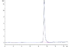 The purity of Human DDT is greater than 95 % as determined by SEC-HPLC. (DDT Protein (AA 2-118) (His tag))