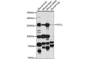 Western blot analysis of extracts of various cell lines, using PLCL1 antibody (ABIN7269343) at 1:1000 dilution. (PLCL1 Antikörper  (AA 110-350))