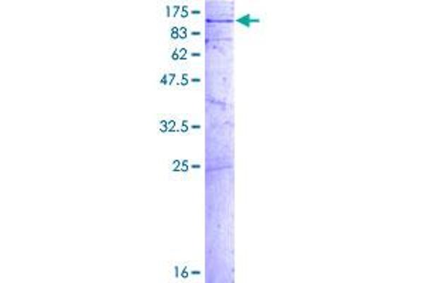 GLE1 Protein (AA 1-698) (GST tag)