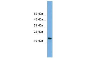 WB Suggested Anti-LSM8 Antibody Titration: 0. (NAA38 Antikörper  (N-Term))