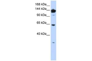 WB Suggested Anti-VARS Antibody Titration:  0. (VARS Antikörper  (Middle Region))