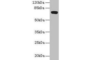 Western blot All lanes: FAM234B antibody at 6 μg/mL + Human placenta tissue Secondary Goat polyclonal to rabbit IgG at 1/10000 dilution Predicted band size: 68 kDa Observed band size: 68 kDa (FAM234B Antikörper  (AA 401-622))