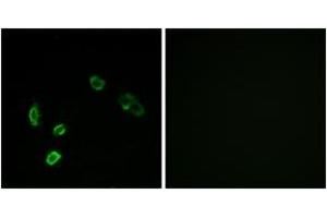 Immunofluorescence (IF) image for anti-Olfactory Receptor, Family 5, Subfamily H, Member 1 (OR5H1) (AA 241-290) antibody (ABIN2890948) (OR5H1 Antikörper  (AA 241-290))