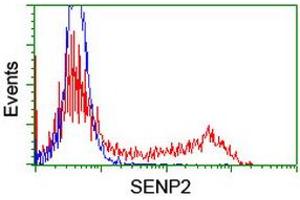 Image no. 2 for anti-SUMO1/sentrin/SMT3 Specific Peptidase 2 (SENP2) (AA 139-523) antibody (ABIN1490930) (SENP2 Antikörper  (AA 139-523))