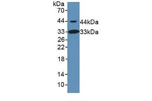 Figure. (INHBB Antikörper  (AA 297-411))