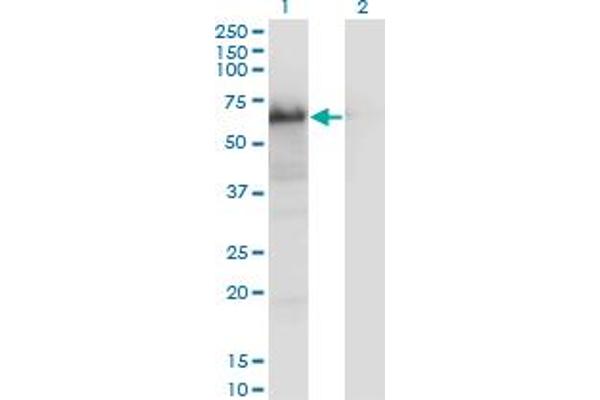 YAP1 antibody  (AA 53-161)