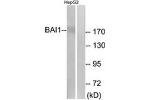 Western blot analysis of extracts from HepG2 cells, using BAI1 Antibody. (BAI1 Antikörper  (AA 691-740))