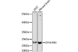 Western blot analysis of extracts of various cell lines, using DYNLRB1 antibody. (DYNLRB1 Antikörper)