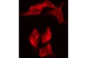 ABIN6276188 staining HeLa by IF/ICC. (OR8G1 Antikörper  (C-Term))