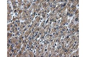 Immunohistochemical staining of paraffin-embedded liver tissue using anti-RALBP1mouse monoclonal antibody. (RALBP1 Antikörper)