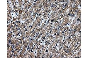 Immunohistochemical staining of paraffin-embedded liver tissue using anti-RALBP1mouse monoclonal antibody. (RALBP1 Antikörper)